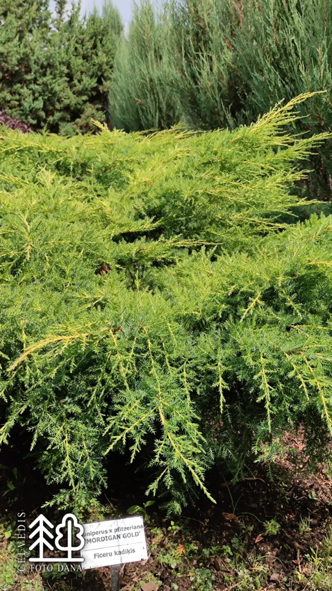 Juniperus × pfitzeriana   'Mordigan Gold'